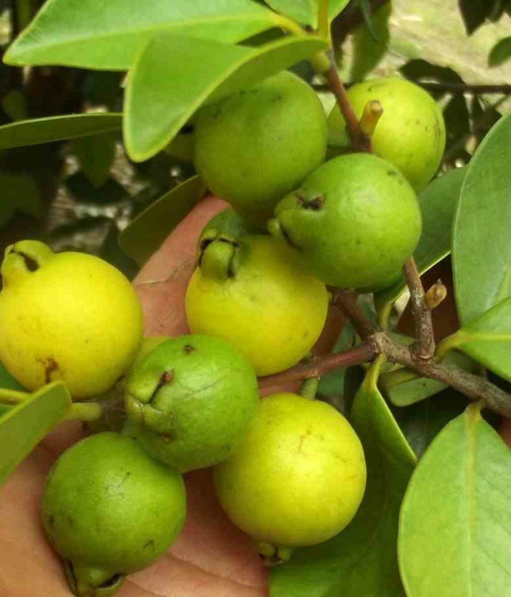 Goyave : psidium guajava 