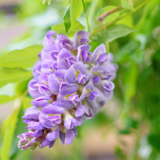 Glycine frutescens pot de 3l/4l
