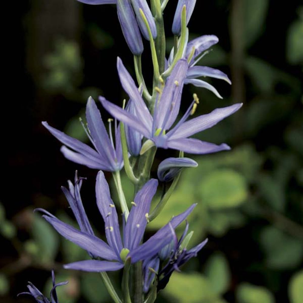 Camassia leichtlinii caerulea bulbe calibre 14+ (par 5)