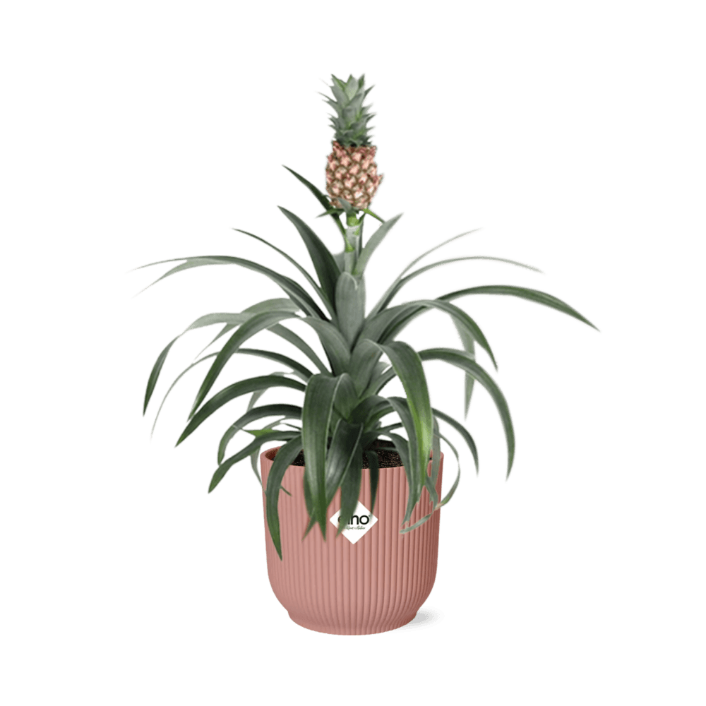 Mother's day - ananas mi amigo in elho vibes fold 14cm roze - plantes d'intérieur