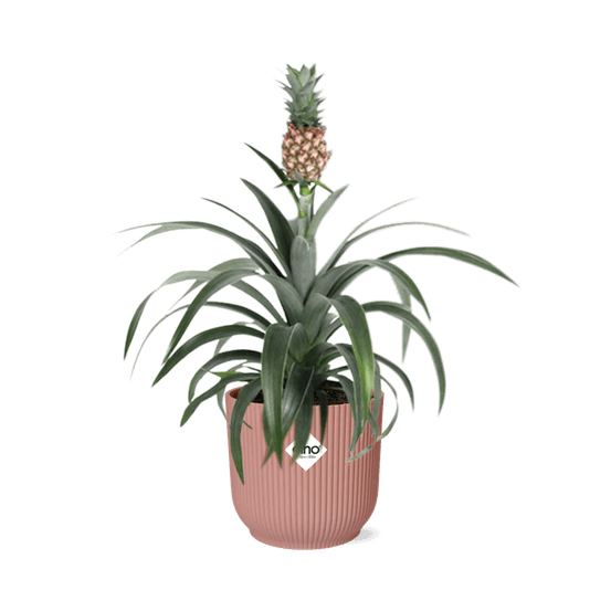 Mother's day - ananas mi amigo in elho vibes fold 14cm roze - plantes d'intérieur