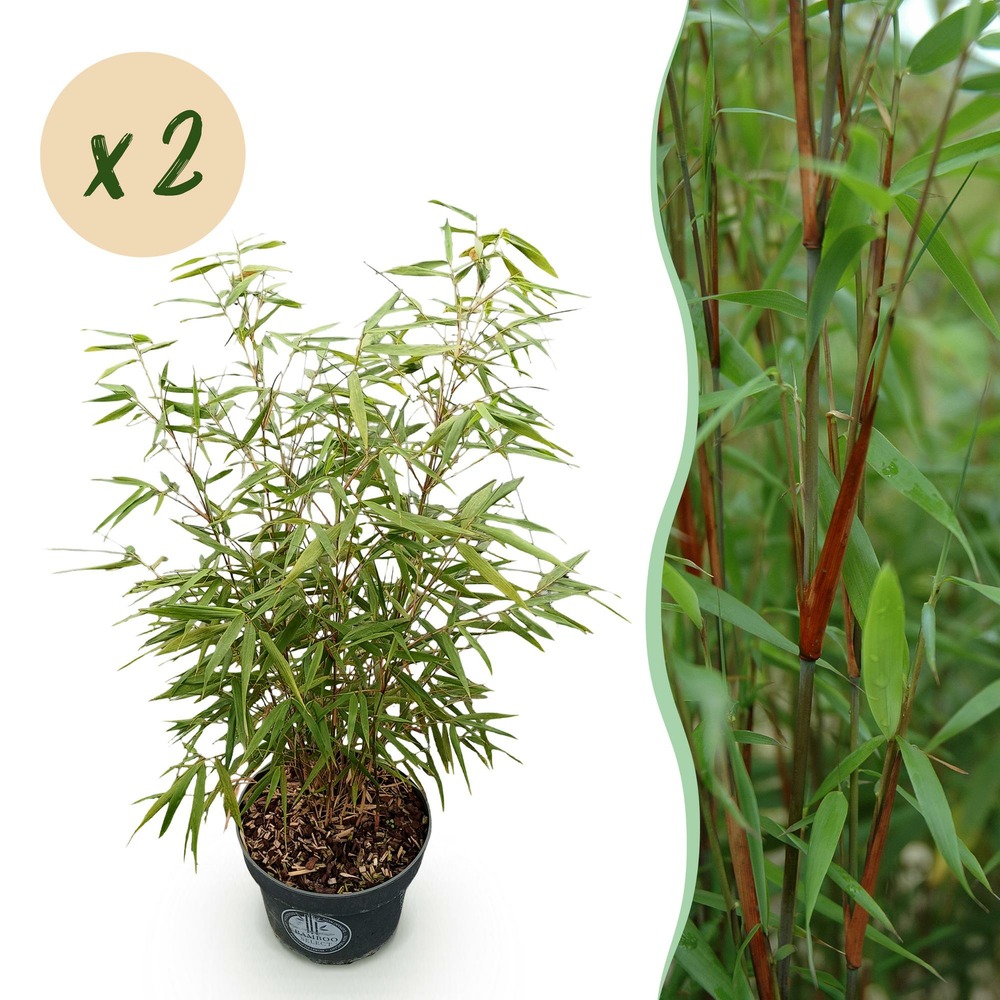 Bambou fargesia asian wonder - lot de 2 - pot 23 cm - hauteur 80 cm