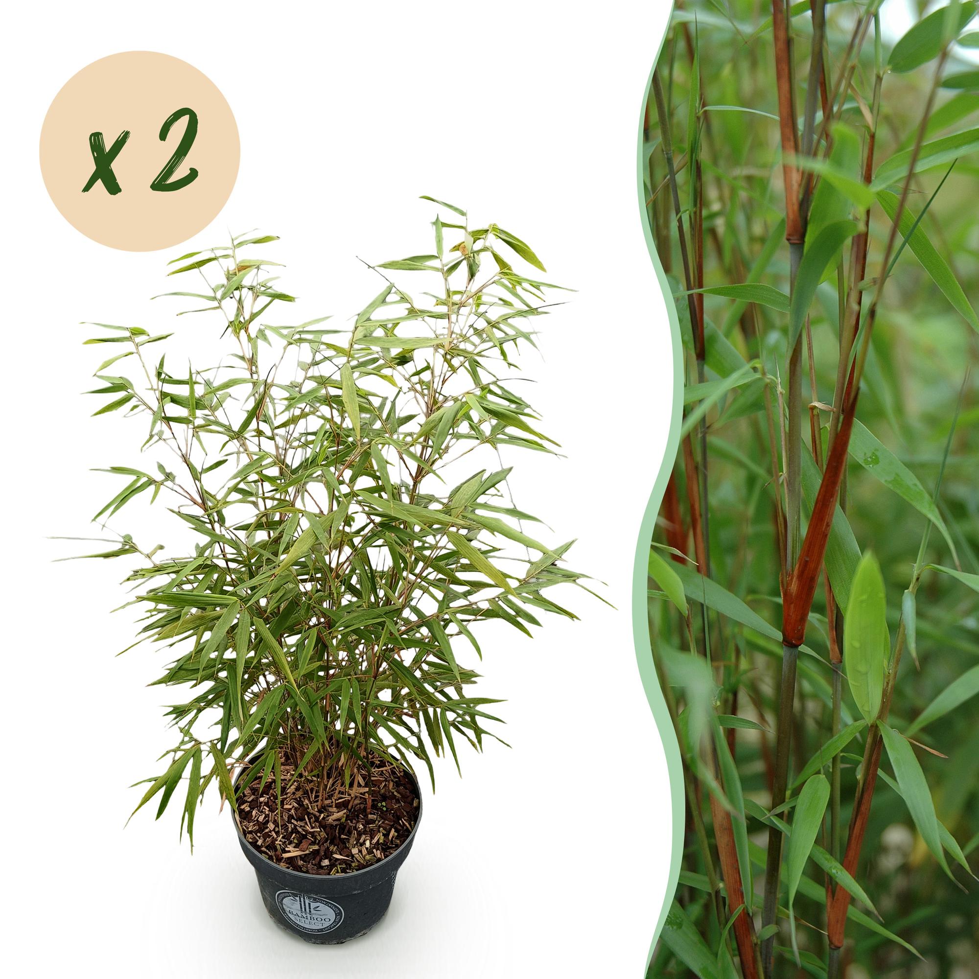 Bambou fargesia asian wonder - lot de 2 - pot 23 cm - hauteur 80 cm