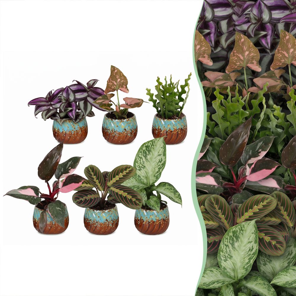 Baby plantes surprise - lot de 6 mini plantes tropicales avec cache-pots cuivre - h 5-15 cm, pot ø6 cm