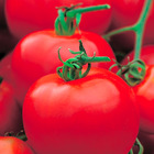 Plant de tomate ronde fournaise f1  pot 0,5 l