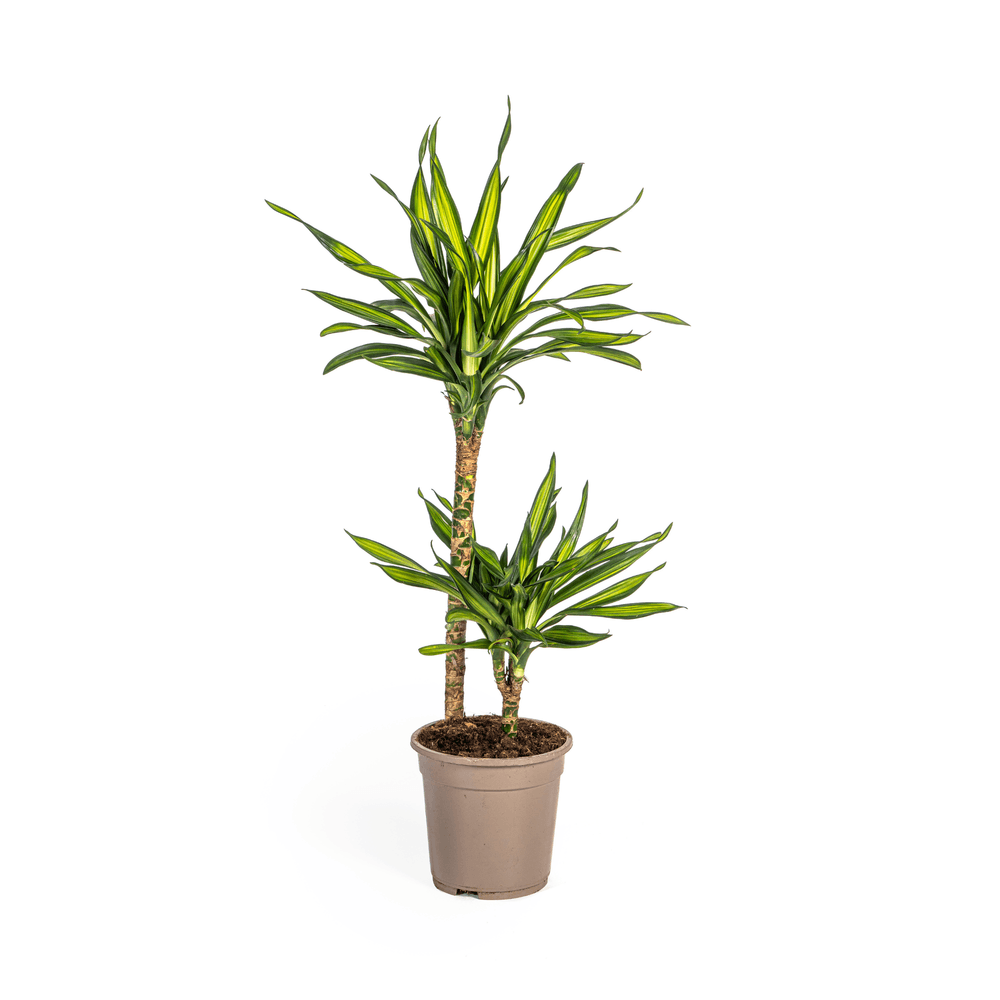 Dracaena deremensis rikki ø19cm - ↕70 - 90cm - plantes d'intérieur