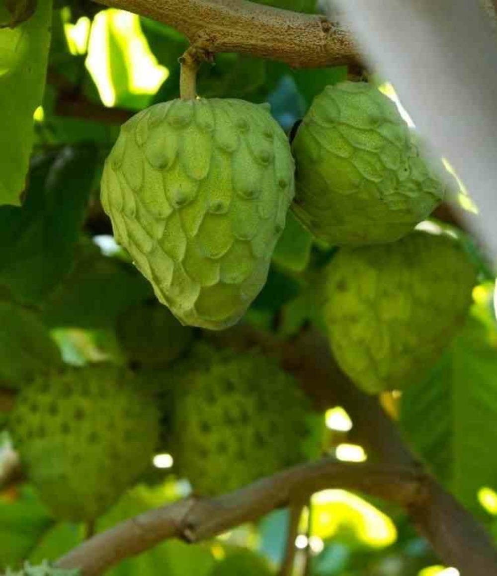 Annona cherimola (chérimoye)- pot de 2 litres - 60/80 cm