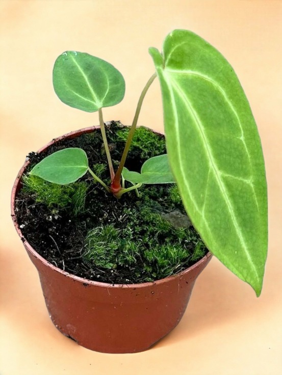 Anthurium magnificum x magnificum