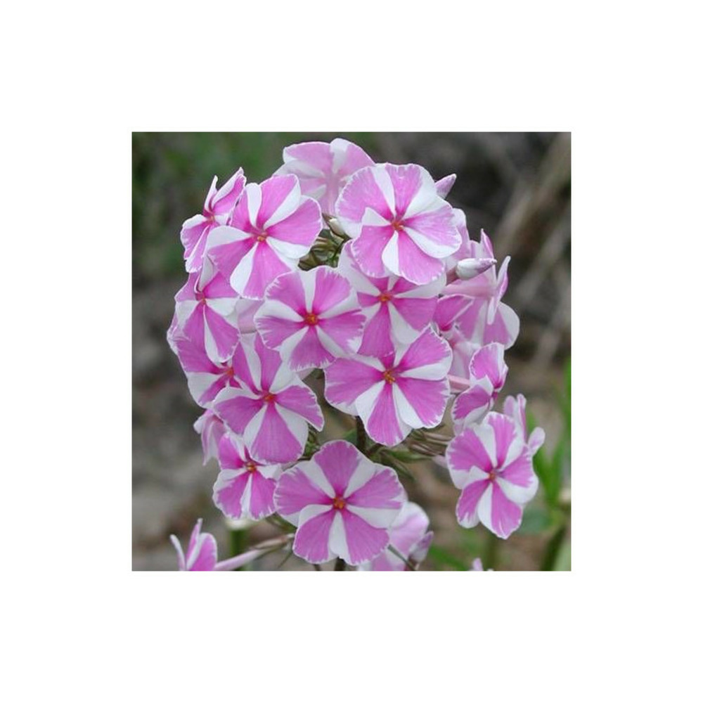 Phlox maculé natascha godet - 5/20 cm