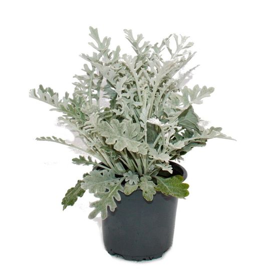 Senecio maritima - feuille d'argent - plante décorative au feuillage argenté - pot de 11cm - set de 6 plantes