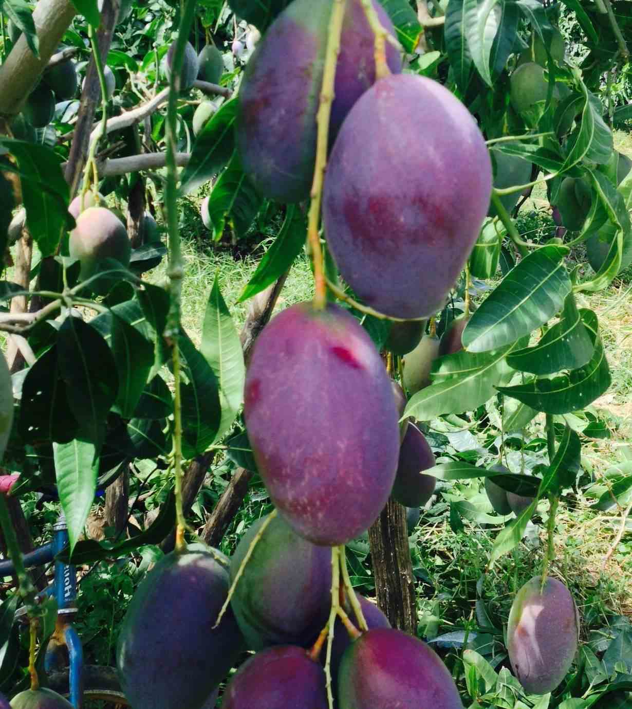 Manguier   mangifera indica var.palmer taille pot de 7 litres ? 80/100 cm -   jaune