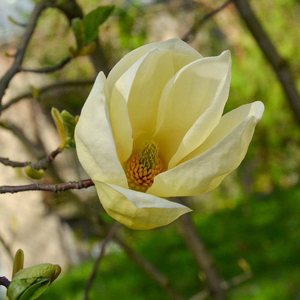 Magnolia yellow lantern - le pot / 2l / hauteur livrée 25-30cm