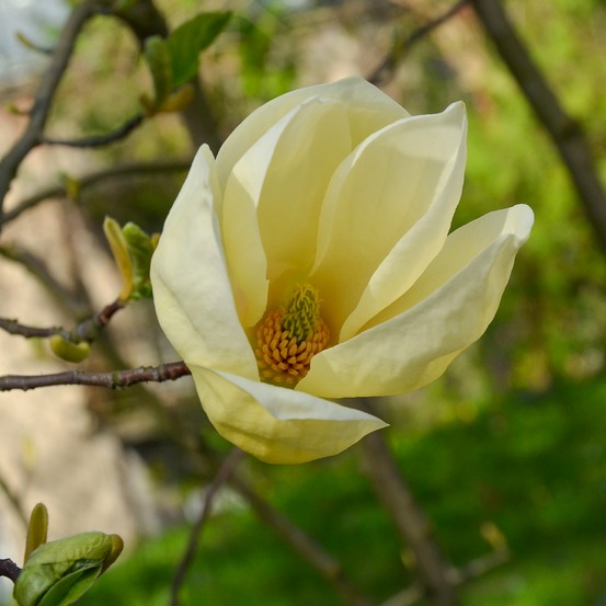 Magnolia yellow lantern - le pot / 2l / hauteur livrée 25-30cm