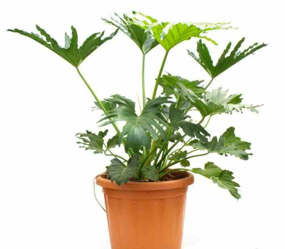 Philodendron selloum pot de 25l - 100/125cm