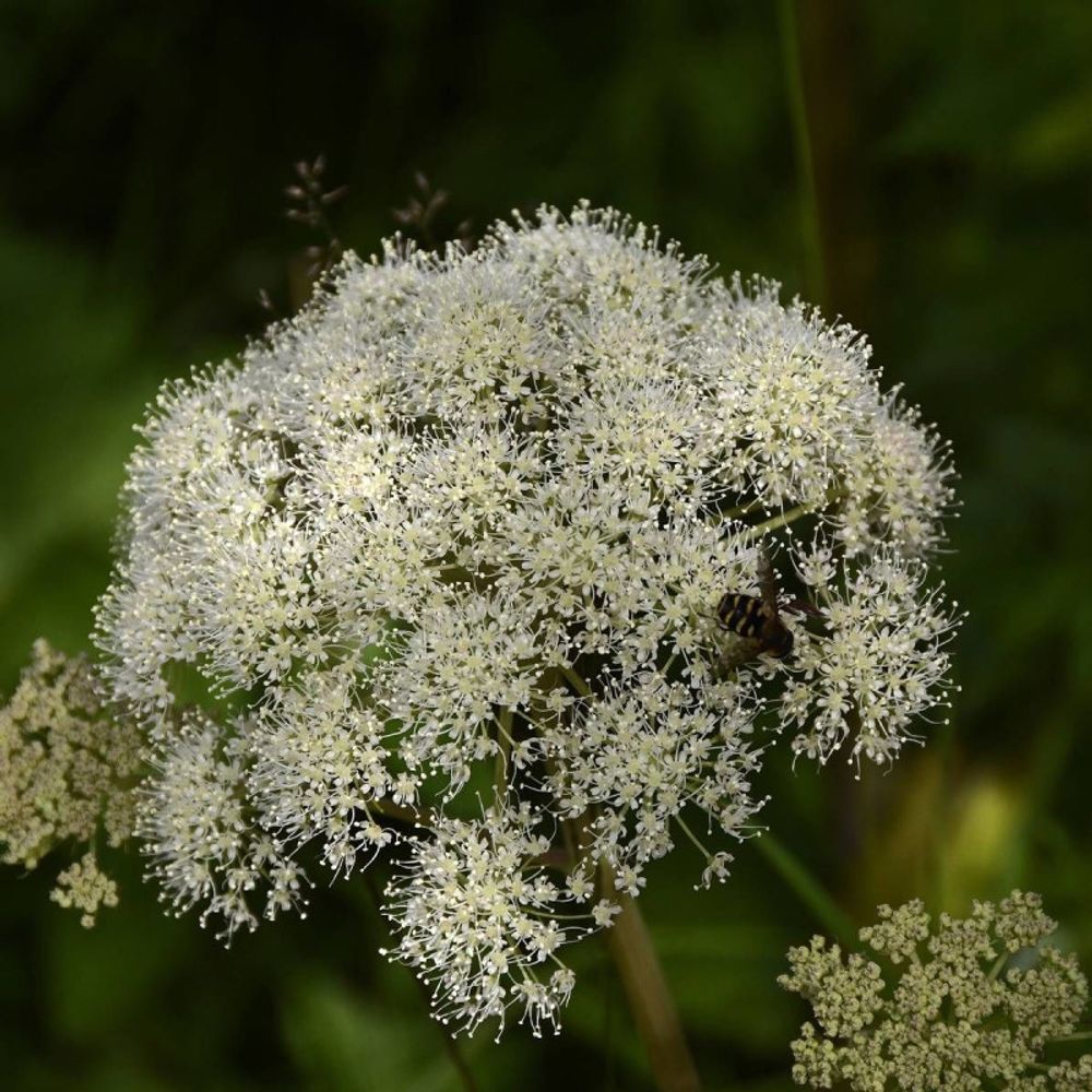 Angélique officinale archangelica lot de 9 godets