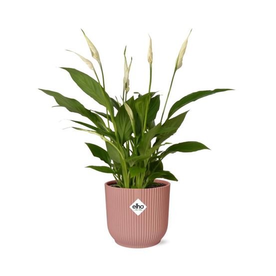 Spathiphyllum 12 cm torelli 14cm rose - h45 cm