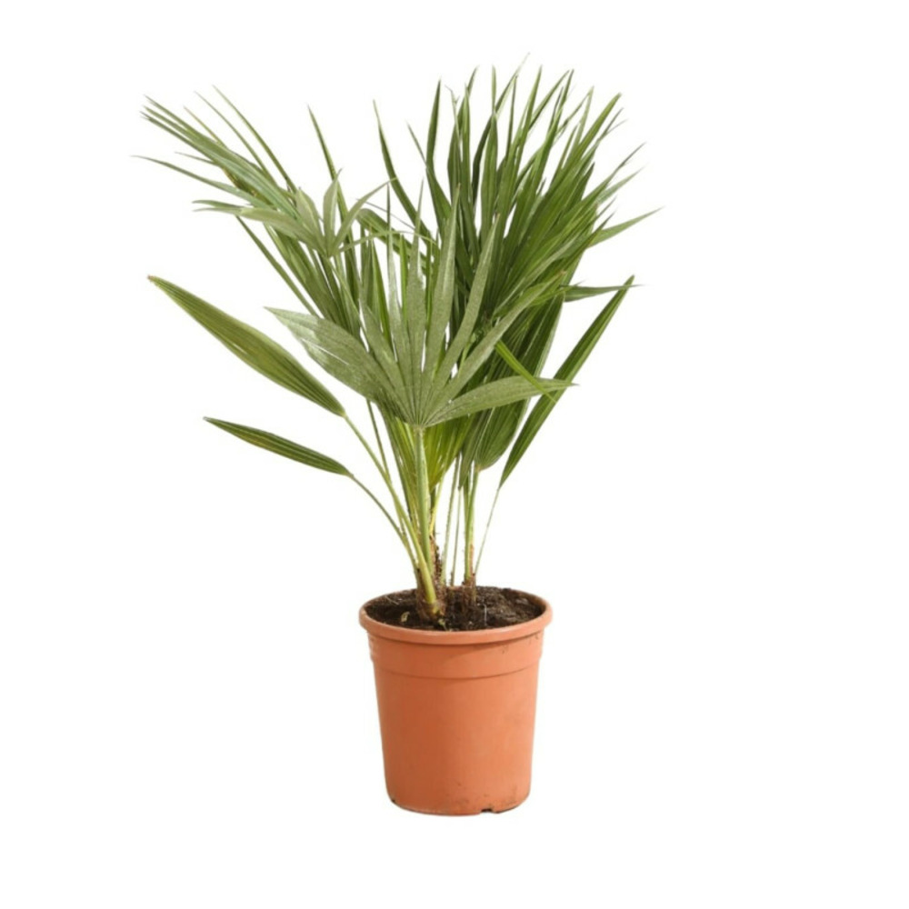 Palmier nain chamaerops humilis 90/110cm pot 5l