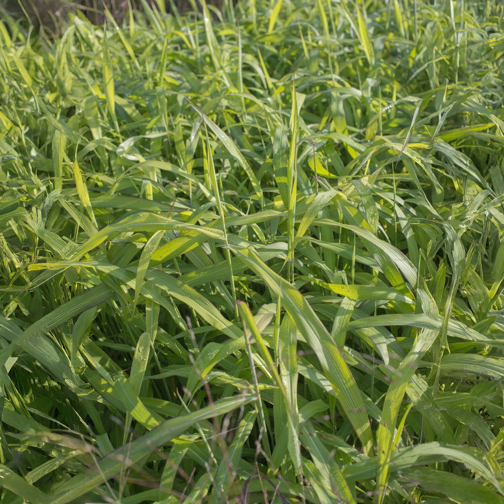 Spodiopogon sibiricus west lake - le pot / 8cm