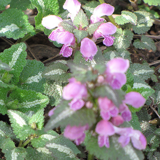 6 x lamier tacheté 'roseum' - lamium maculatum 'roseum' - godet 9cm x 9cm