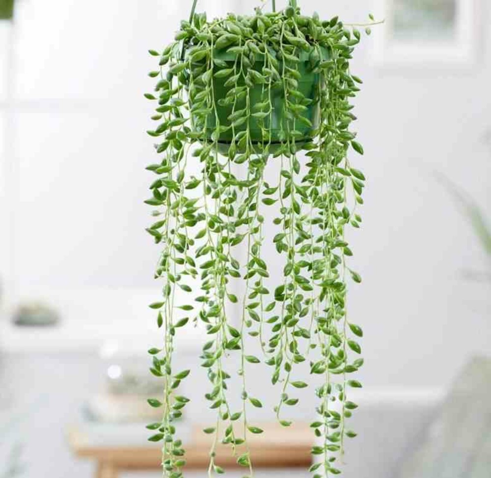 Senecio herreianus (collier de perles) pot de 1 litre - 0/80 cm