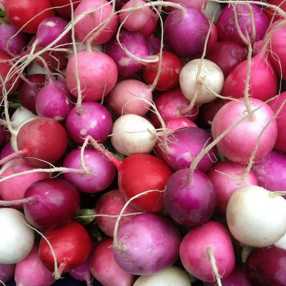 Graines de radis en mélange - sans traitement sachet