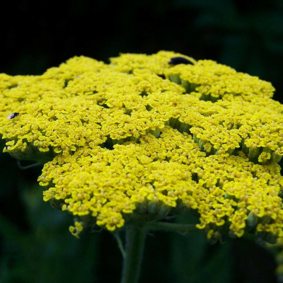 Achillée moonshine lot de 5 godets