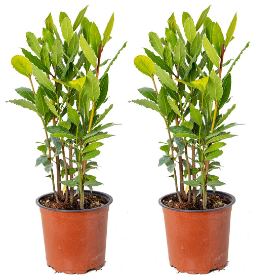 Lot de 2 - laurus nobilis - laurier vrai - plante de laurier - 40-50 cm de haut - pot 15 cm