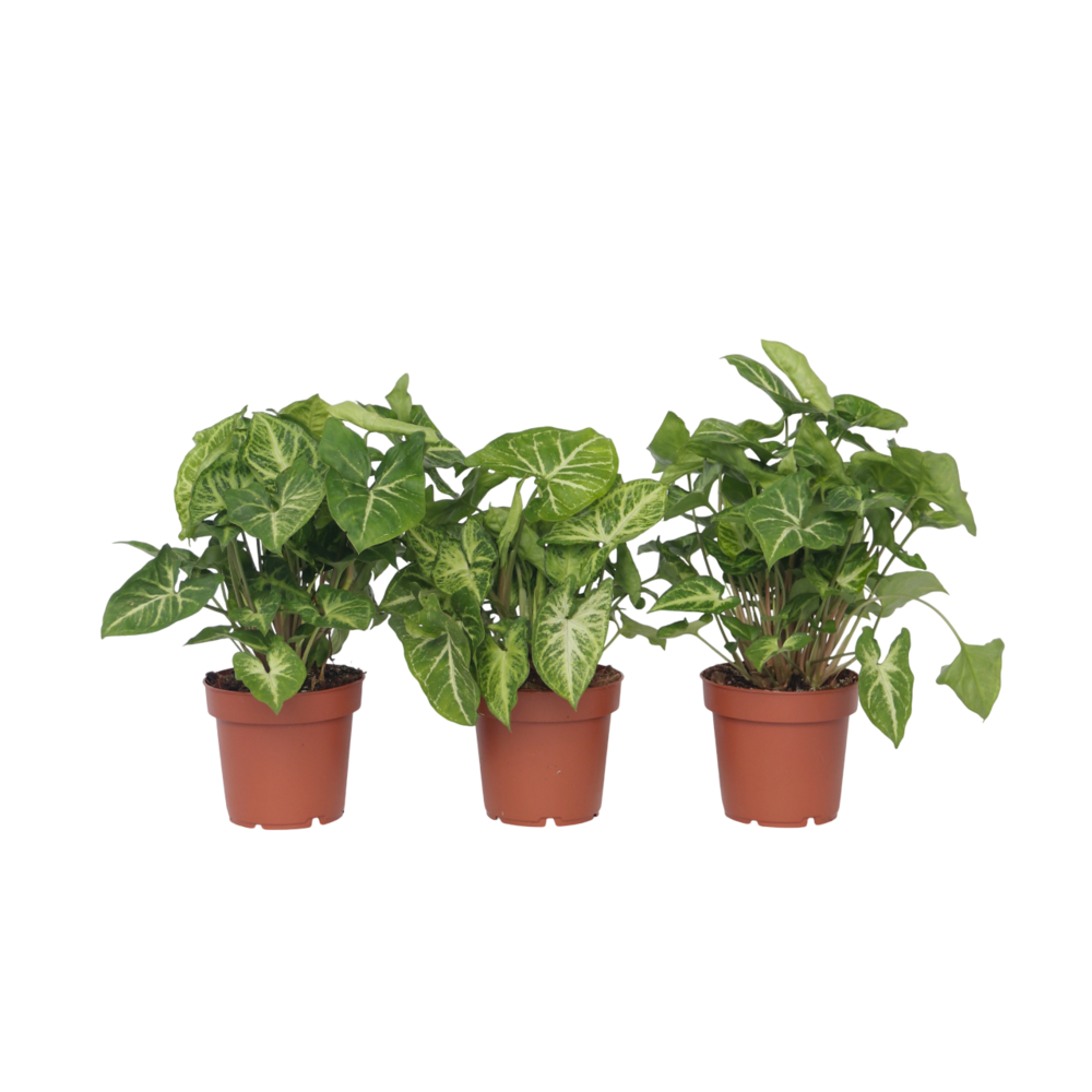Patte-d'oie - set de 3 - syngonium podophyllum 'pixie' - hauteur 25-40cm - ⌀12cm