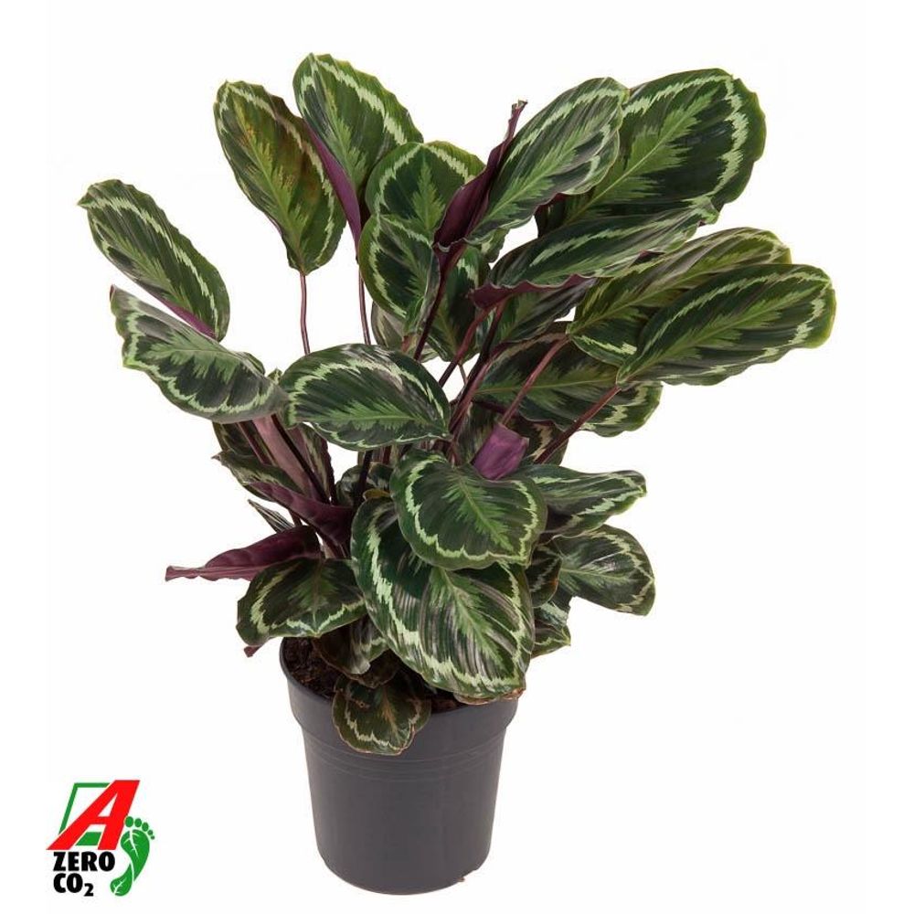 Calathea medallion - plantes d'intérieur