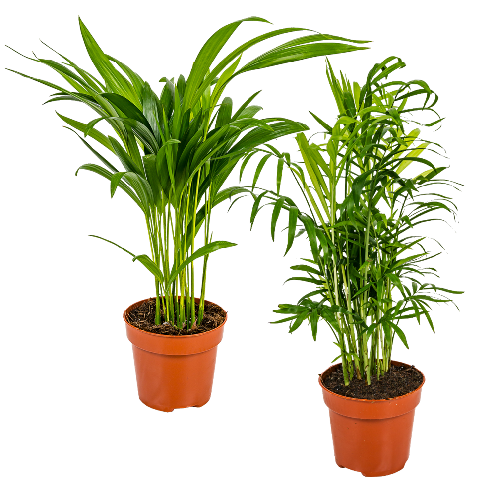 Lot de 2 - dypsis & chamaedorea - palmiers d’intérieur - dépolluants - 30-40 cm de haut - pot 12 cm