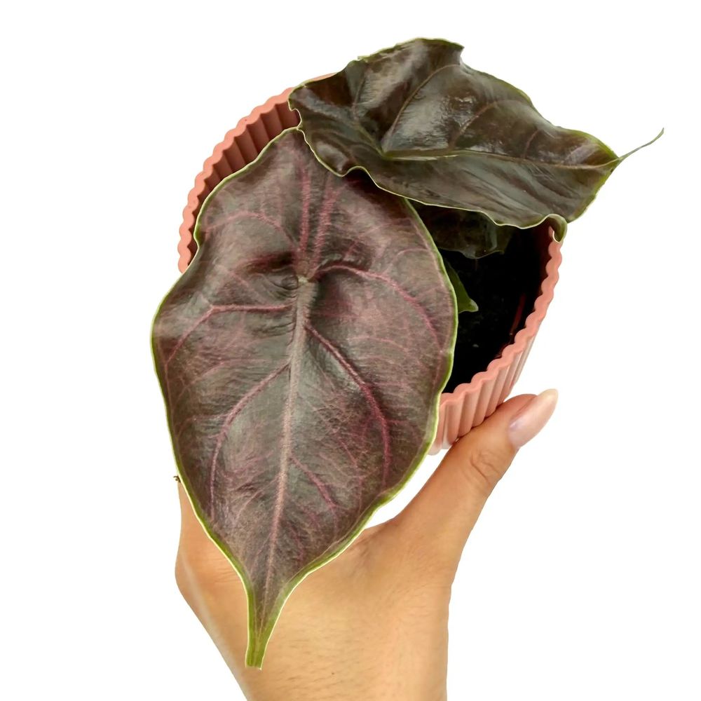 Alocasia azlanii - pot de 8cm - plantes d'intérieur
