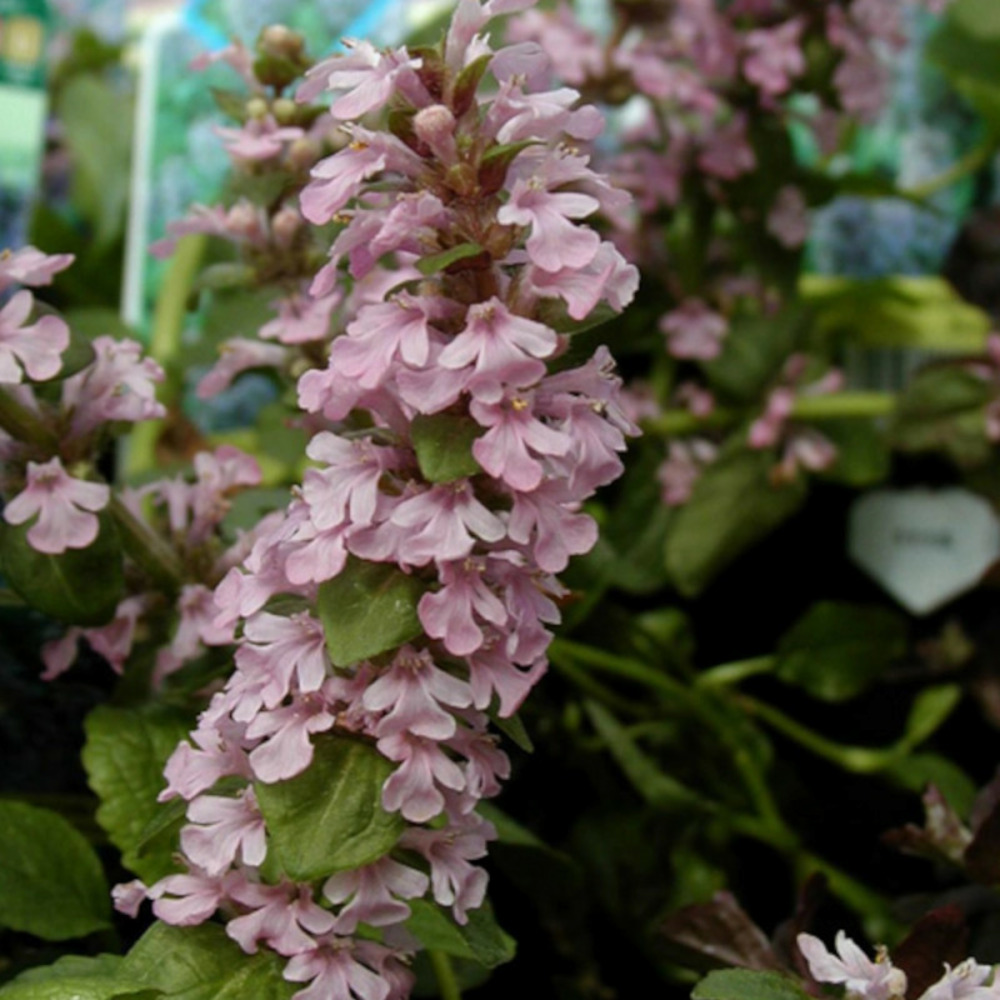 Bugle rampante rose godet - 5/20 cm