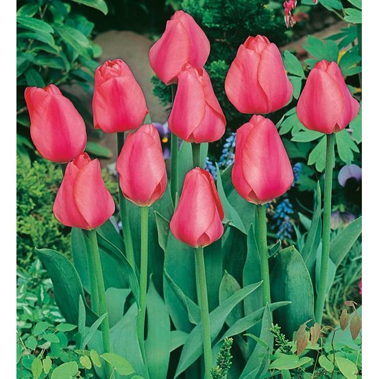 Tulipe darwin big chief - 8 bulbes