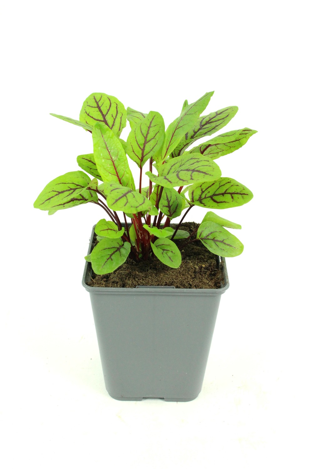 Plant de Oseille rouge pot de 1l