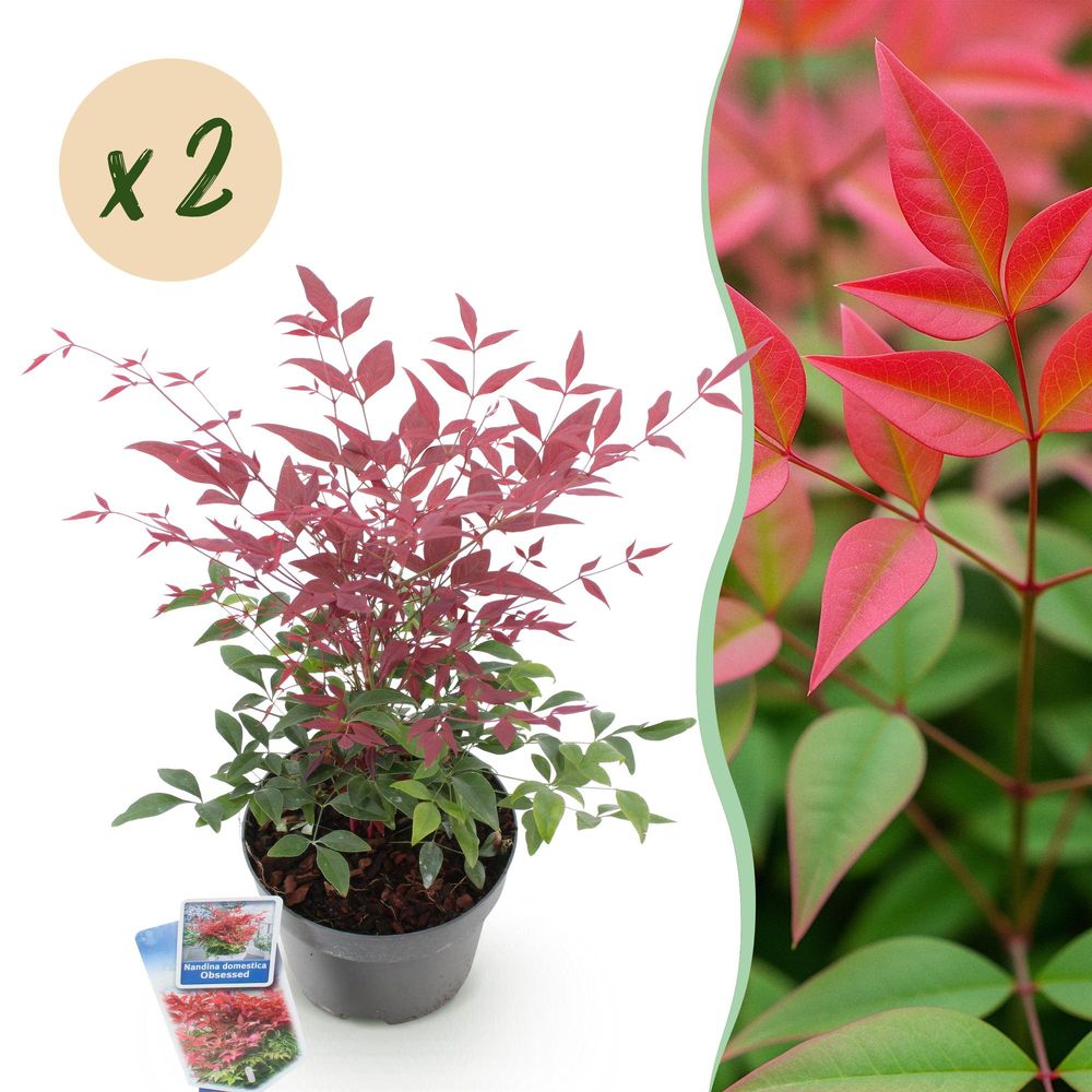 Bambou sacré 'obsessed' - lot de 2 - pot 17 cm - hauteur 40 cm - plante d'extérieur