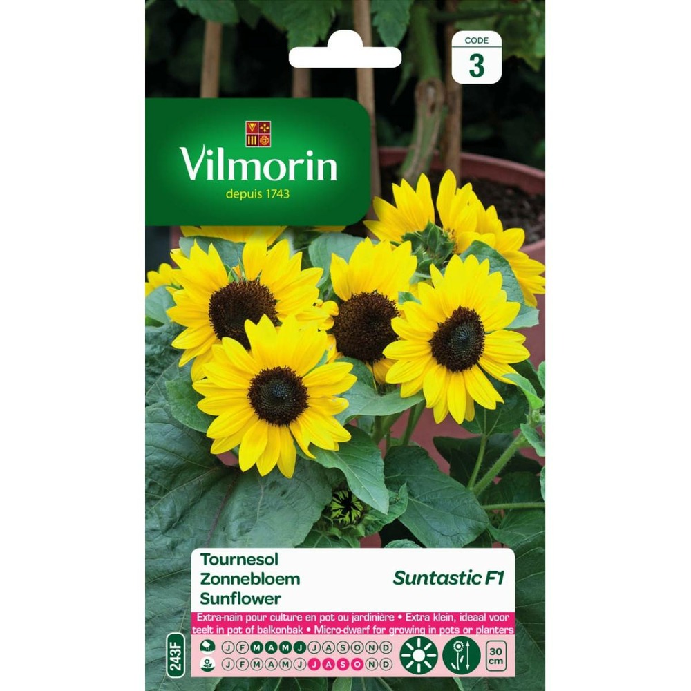 Sachet graines tournesol suntastic f1 - helianthus annuus