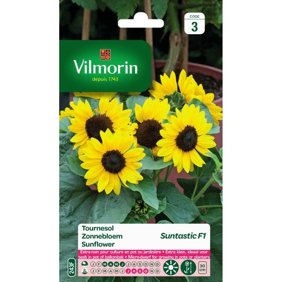 Sachet graines tournesol suntastic f1 - helianthus annuus