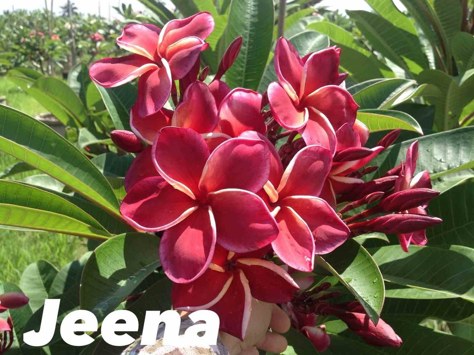 Plumeria rubra "jeena" (frangipanier)   rouge - taille pot de 2 litres ? 20/30 cm