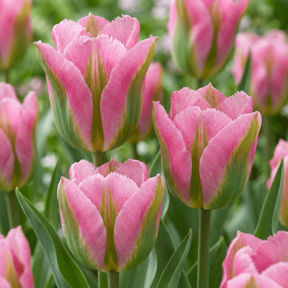 Tulipe 'striped crown' (tulipa) - floraison printanière - calibre 11/12 - 12 bulbes