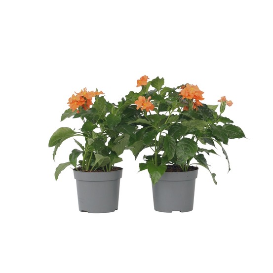 Fleur du feu - set de 2 - crossandra 'fortuna' - hauteur 20-30cm - ⌀13cm