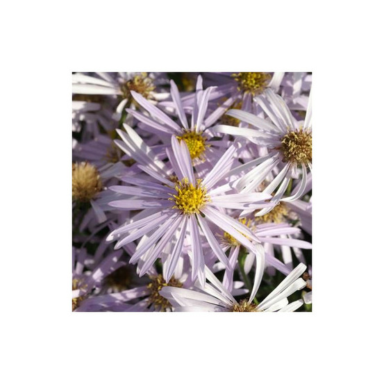 Aster d'été lutetia lot de 3 godets