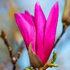 Magnolia 'susan' - godet 9cm