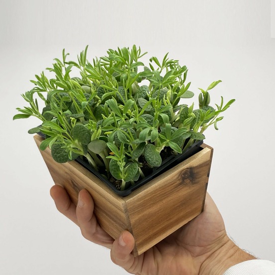 Graines de micro pousses de lupin