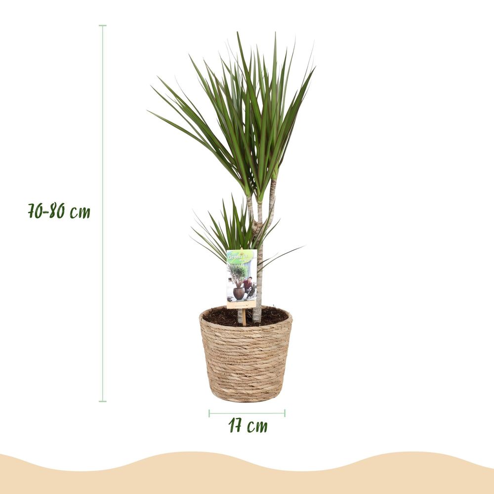 Dracaena marginata
