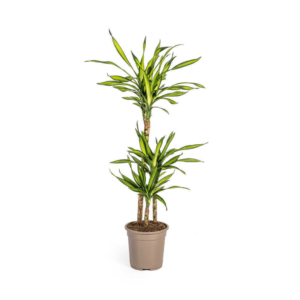 Dracaena deremensis rikki ø21cm - ↕90 - 110cm - plantes d'intérieur
