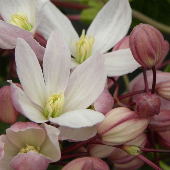 Clématite armandii hendersonii rubra pot de 3l - echelle bambou 60/120 cm
