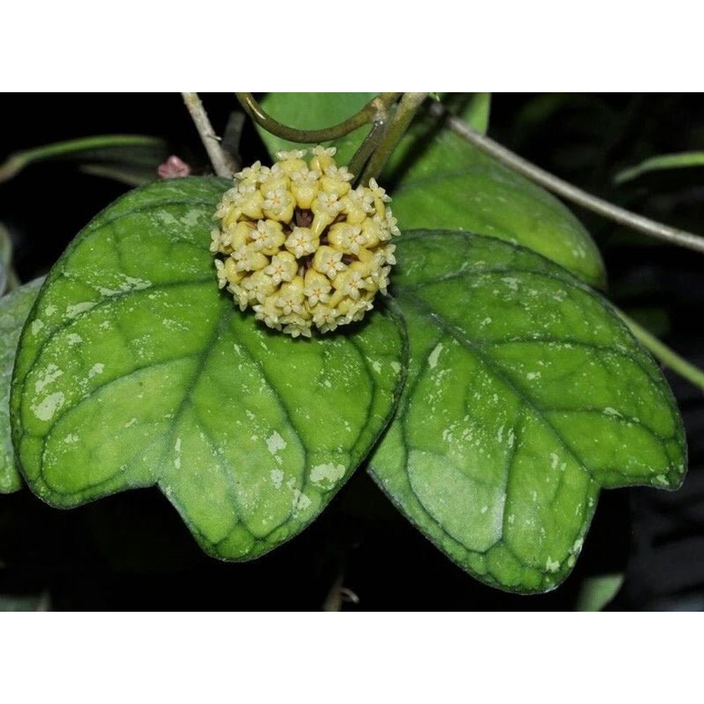Hoya deykeae - pot de 8cm