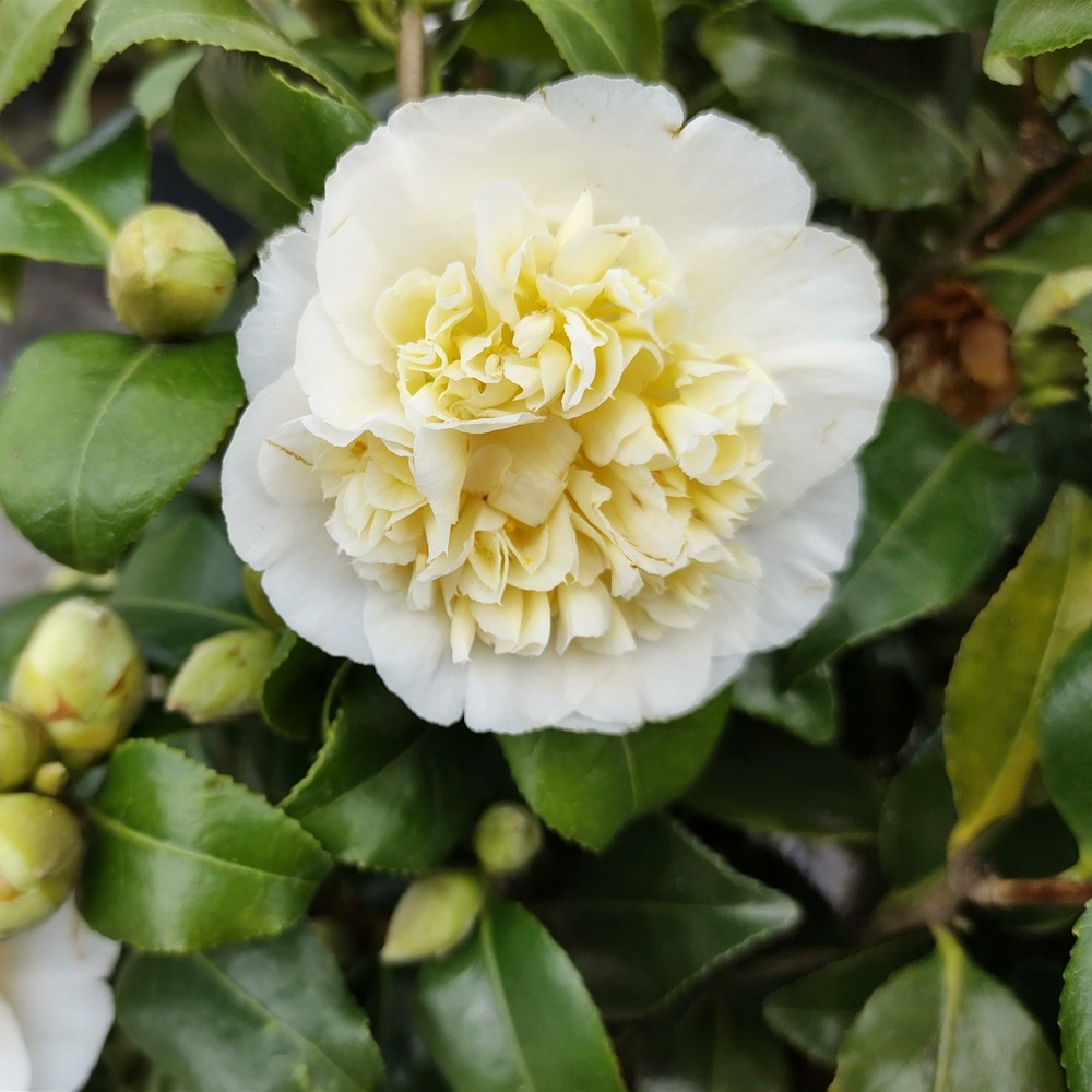 Camélia du japon à fleurs doubles blanche - le pot / 2l / hauteur livrée 35-40cm, vendu par lot de 2