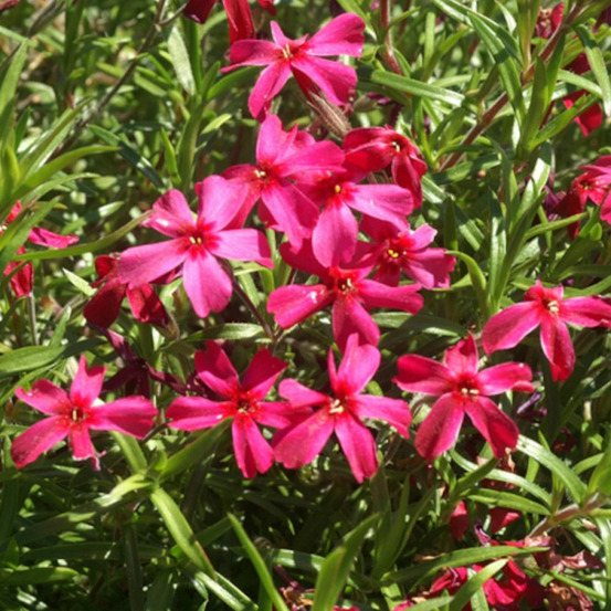Phlox nain scarlet flame, phlox mousse lot de 3 godets