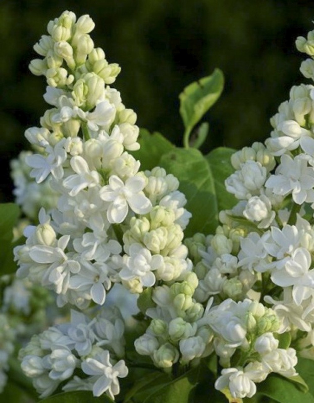 Lilas commun 'dentelle d'anjou' pot de 4l/5l